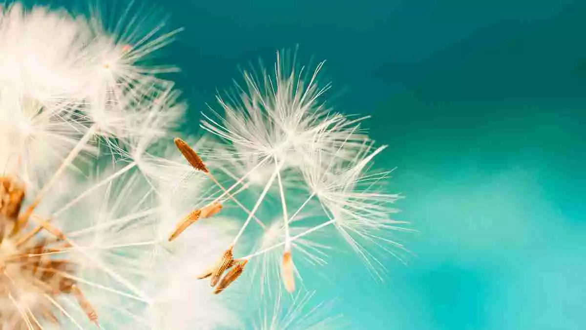 dandelion seeds close up blowing in blue turquoise background