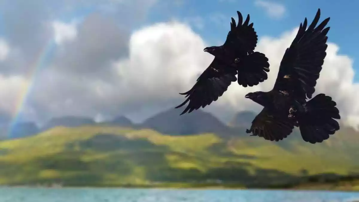 Two crows flying